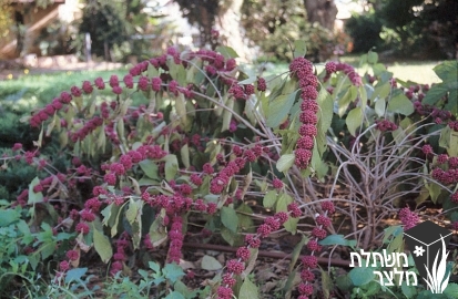 קליקרפה - Callicarpa