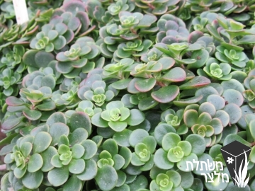 צורית - Sedum