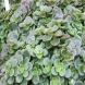 צורית - Sedum