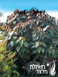 אקליפה - Acalypha