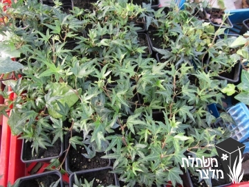 קיסוס - Hedera