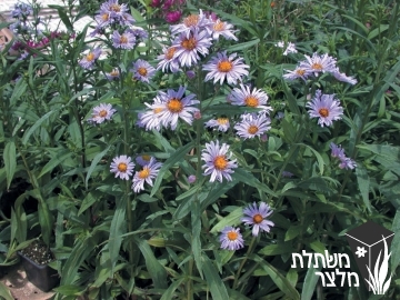 אסתר - Aster