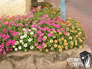 ציניה - Zinnia