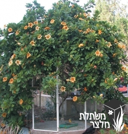 סולנדרה - Solandra