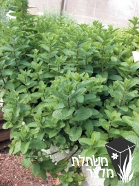 נענה - Mentha