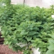 נענה - Mentha