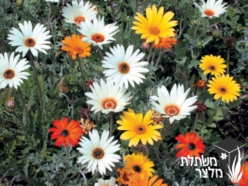 אוזן-דוב - Arctotis