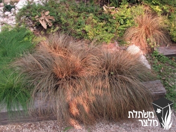 כריך - Carex