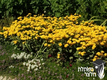 חרצית - Chrysanthemum