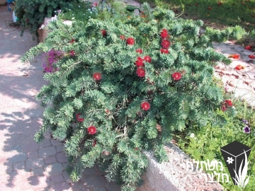 קליסטמון - Callistemon