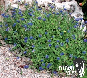 דרדר - Centaurea