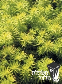 צורית - Sedum