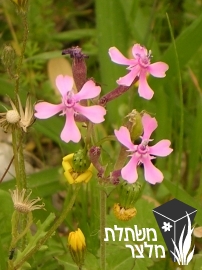 ציפורנית - Silene