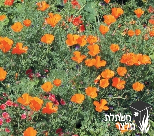 אשולציה - Eschscholzia