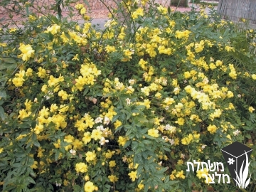 יסמין - Jasminum