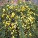יסמין - Jasminum