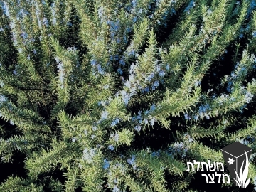 רוזמרין - Rosmarinus