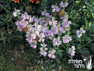 עב גביע - Physostegia