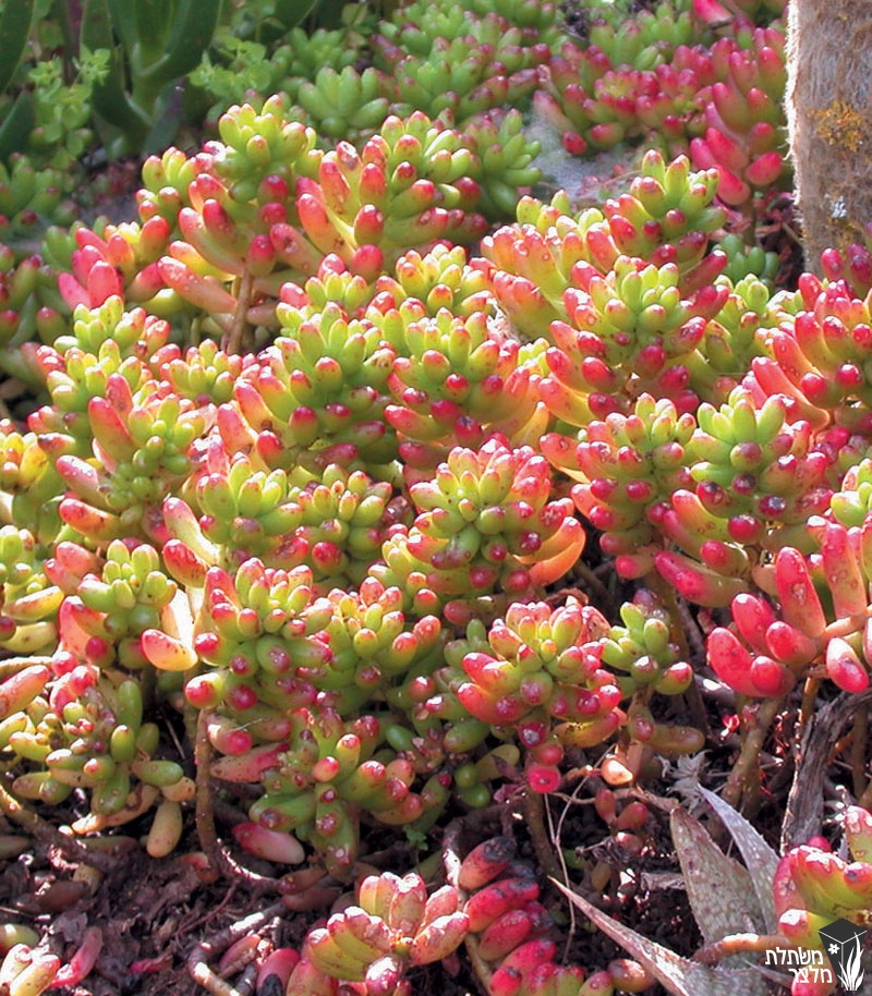 צורית - Sedum