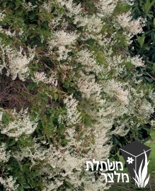 ארכבית - Polygonum