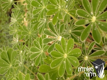 תורמוס - Lupinus