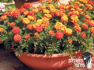 טגטס - Tagetes