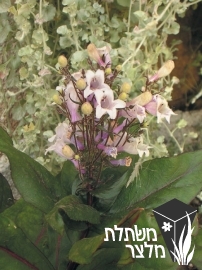 פנסטמון - Penstemon