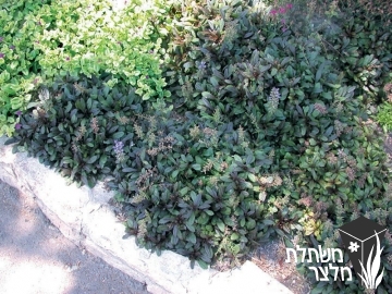 חד-שפה - Ajuga