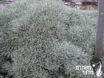 דם-המכבים - Helichrysum