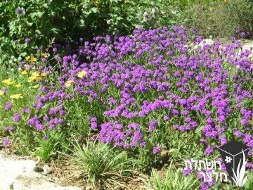 ורבנה - Verbena