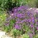 ורבנה - Verbena