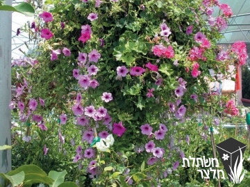 פטוניה - Petunia