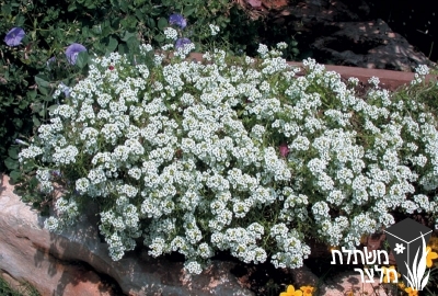 מללנית - Lobularia