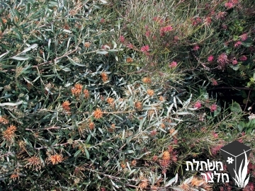 גרווליאה - Grevillea