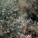 גרווליאה - Grevillea