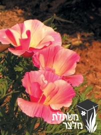 אשולציה - Eschscholzia