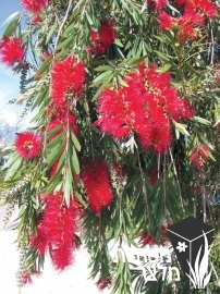 קליסטמון - Callistemon