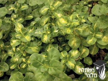 קופרוסמה - Coprosma