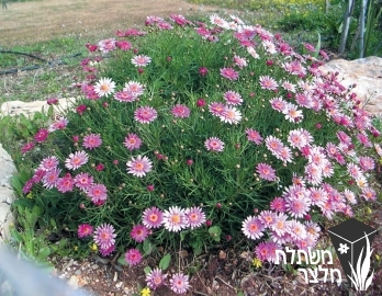 חרצית - Chrysanthemum