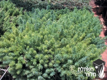 צורית - Sedum