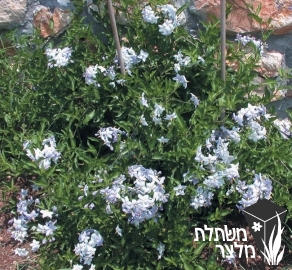 סולנום - Solanum