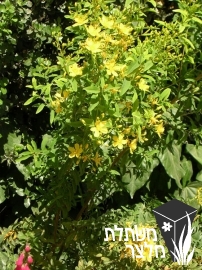 פרע - Hypericum