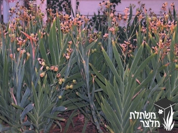 בלמקנדה - Belamcanda