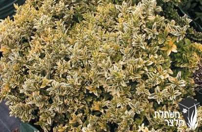 פלכון - Euonymus