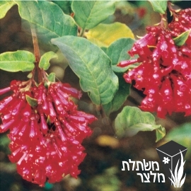 צסטרום - Cestrum