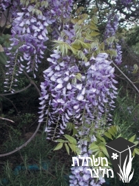 ויסטריה - Wisteria