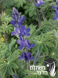 תורמוס - Lupinus