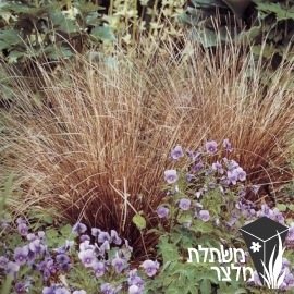 כריך - Carex