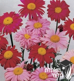 חרצית - Chrysanthemum