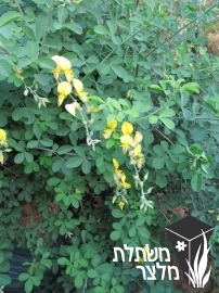 קרוטלריית - Crotalaria